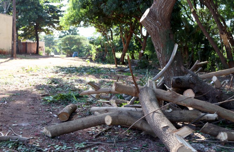 Secretaria Do Ambiente Faz Informativo Sobre Poda Dr Stica De Rvores