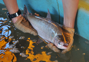 balanço feira peixe vivo
