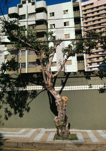 poda.drastica.foto rodrigo feracini