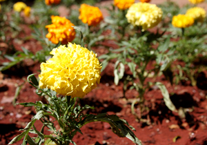 flores.praça.V2