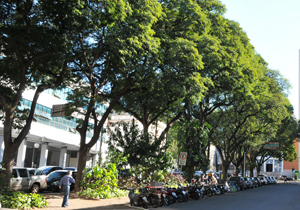 Documento norteará o planejamento para a doação e plantio de uma muda para cada carro vendido   