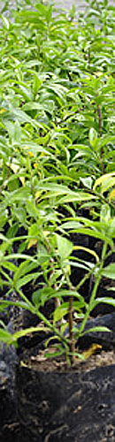 Documento norteará o planejamento para a doação e plantio de uma muda para cada carro vendido   