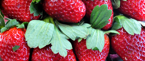 Até o momento foram comercializadas duas toneladas; são vendidas as variedades Camino Real e Camarose