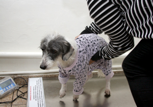 castração.inicio.VP