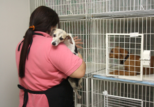 Outros 416 animais de beneficiários do Bolsa Família estão cadastrados para passar pelos procedimentos cirúrgicos