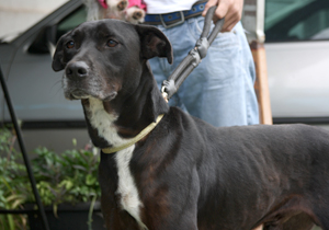 castração.ARQUIVO.P