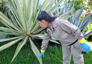 Agentes de endemias acompanham as ações neste sábado(19), no jardim Maria Celina, e no domingo(20), nos jardins Cristal e Maravilha