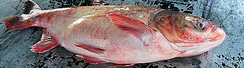 Com a aproximação da Páscoa, a feira é ótima opção para quem deseja consumir peixes de boa procedência e com preço acessível