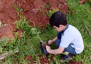 mudas.distrito.foto sec  agricultura.3