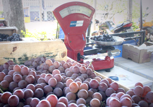 uvas.ARQUIVO.P