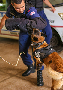 CanilFotoBrunoAmaralD3P