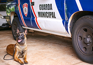 CanilFotoBrunoAmaralDP