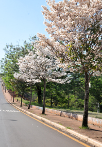Sema incentiva o plantio correto de árvores no Município