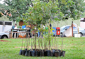 sema.arvores.ILUSTRATIVA.P