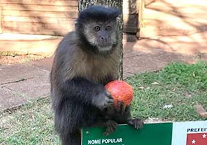 dia.animais.foto SEMA.P