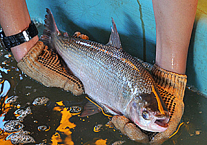 Praça Tomi Nakagawa recebe Feira do Peixe Vivo