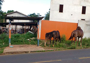 cavalos.foto CMTU.divulgação.P