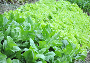 Conjunto Roseira ganha a 17ª horta comunitária Conjunto Roseira ganha a 17ª horta comunitária