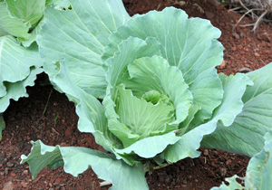 Conjunto Roseira ganha a 17ª horta comunitária Conjunto Roseira ganha a 17ª horta comunitária