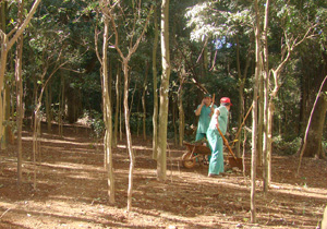 Sema executa limpeza do Bosque