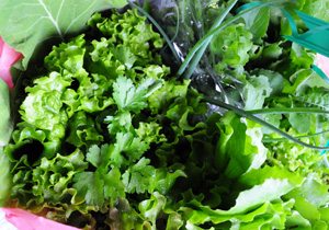 11ª horta comunitária será inaugurada amanhã 11ª horta comunitária será inaugurada amanhã