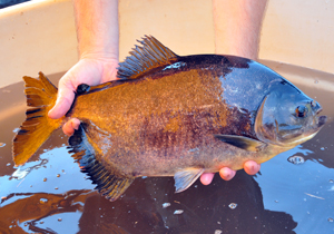 Peixe2P