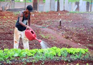 Os pés de repolho, couve, cebolinha, salsinha e alface, que ele plantou, já estão praticamente prontos para a colheita