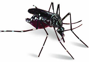 Saúde adota medidas de combate à dengue em Londrina