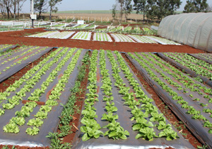 Londrina recebe Hortinorte Paraná 2013