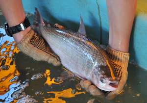 A comercialização de peixes frescos a preços atrativos acontece a partir de hoje pela manhã e prossegue até sexta-feira