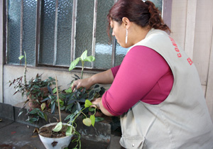 balanço.mutirao.dengue.ARQUIVO