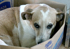 Prefeitura busca parcerias com entidades para o controle populacional de cães e gatos