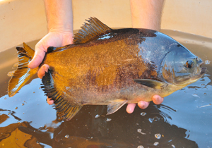 O objetivo é incentivar o consumo de pescados em Londrina aproveitando o feriado da Semana Santa