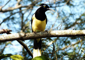 Finalidade é disseminar a importância da preservação ambiental e mostrar a biodiversidade do parque