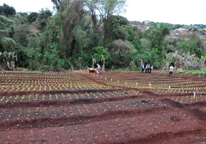 Projeto beneficia cerca de 15 famílias do Ruy Virmond Carnascialli; entrega será realizada amanhã (25), às 16h30min