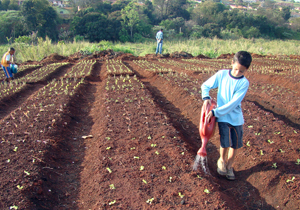 Horta comunitária vai beneficiar 17 famílias