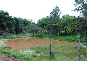 Árvores nativas da Mata Atlântica são plantadas no parque para recuperação da mata ciliar e criação de APP