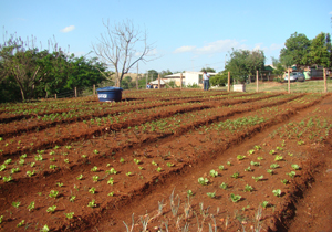 É  a 28ª horta comunitária inaugurada na cidade