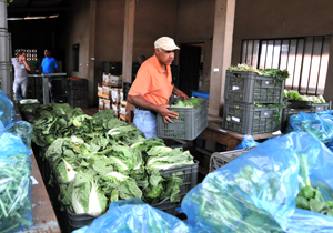 Secretaria de Agricultura entregou hoje, através do PAA, 4,725 kg de verduras, hortaliças e frutas