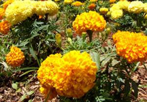 Sema distribui mudas de flores para escolas municipais